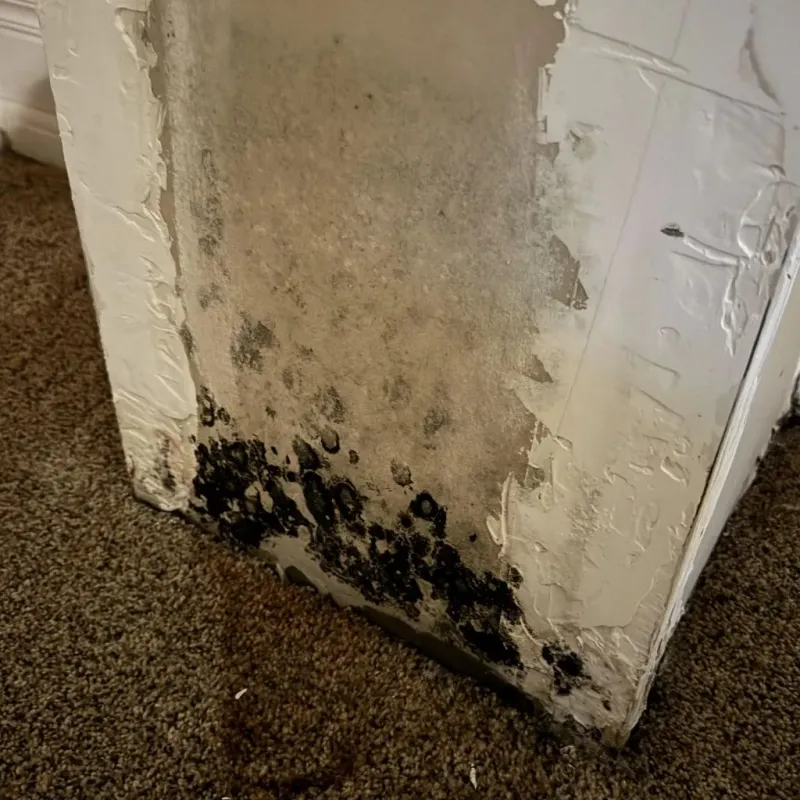 Professional Mold Removal in Barbour County, WV